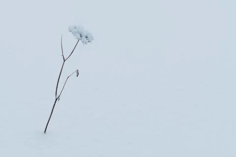 Snow Flower Stock Photos
