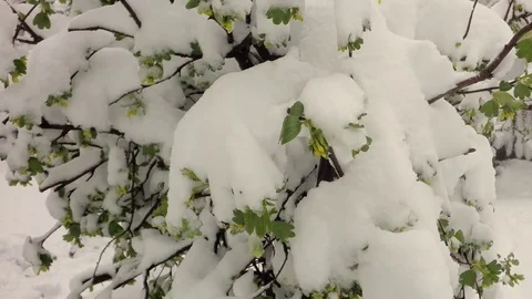 Snow on the flowering bushes. Video stock 74665602