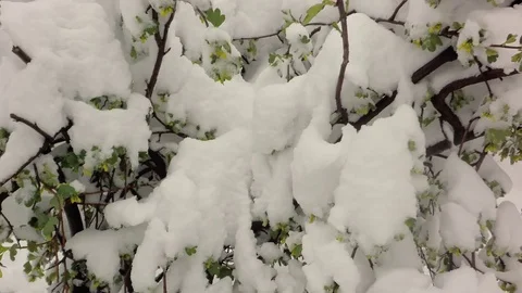 Snow on the flowering bushes. Stock-Footage 74665963