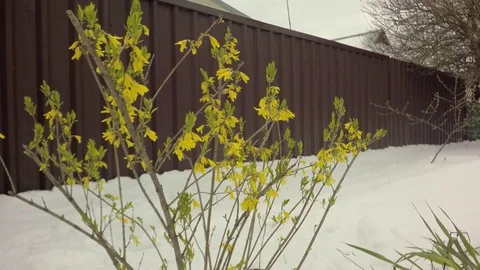 Snow on the flowering bushes. Stock-Footage 74866464