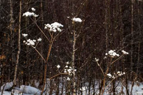 Snow flowers Stock Photos