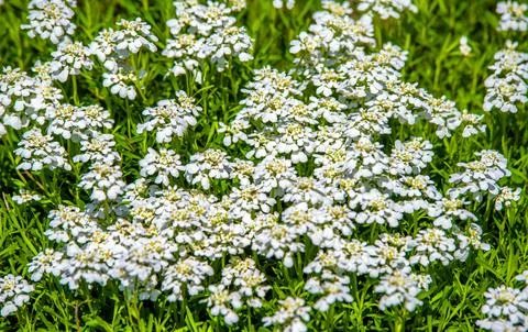Snow Flurries blooming in the botanical garden 스톡 사진