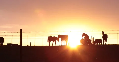 Snow flurries falling while a group of silhouetted horses graze on a hill Stock Footage 230302234