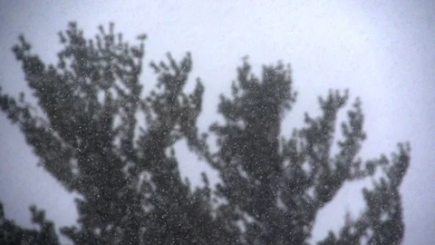 Snow flurries front of pine tree Stock Footage 90784775