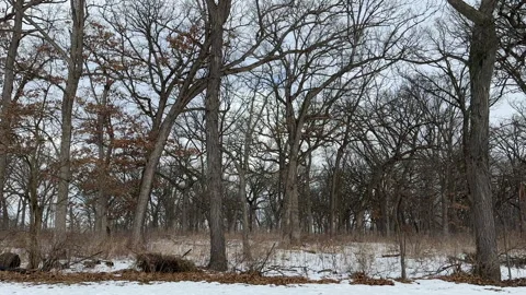 Snow flurries gently falling in a forest Stock Footage 328530908