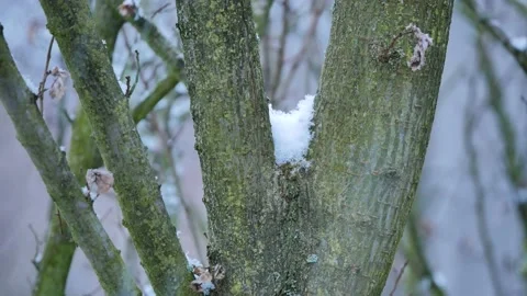 Snow flurry in a forest. Stock Footage 151054114