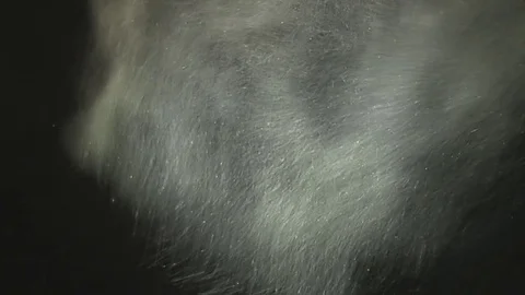 Snow flurry at night Stock Footage 74095275