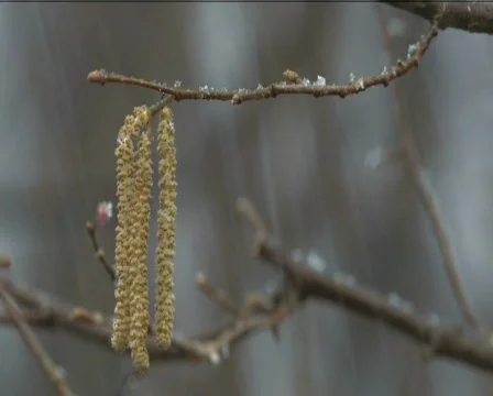 Snow Stock Footage 573330
