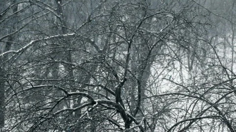 Snow Stock Footage 769209