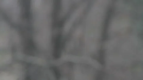 Snow Stock Footage 1049441