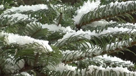 Snow Stock Footage 1166105