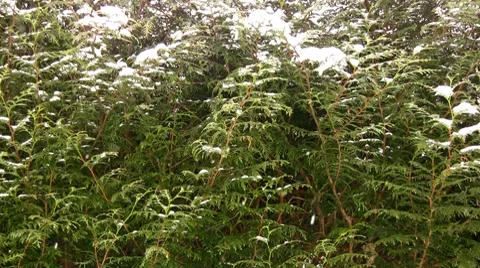 Snow Video stock 7734428