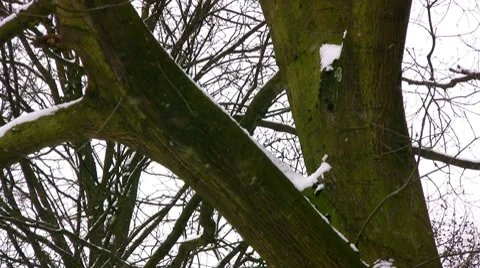 Snow Stock-Footage 7739608