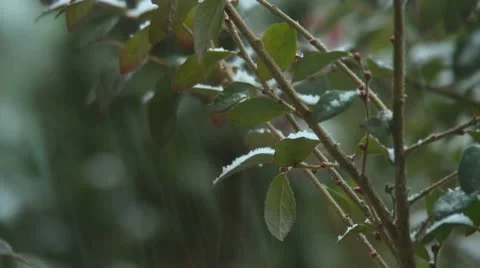 Snow Stock Footage 20542885