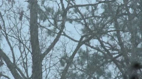 Snow Stock Footage 20542927