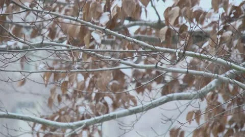 Snow Stock Footage 20543117