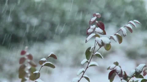Snow Stock Footage 20543130