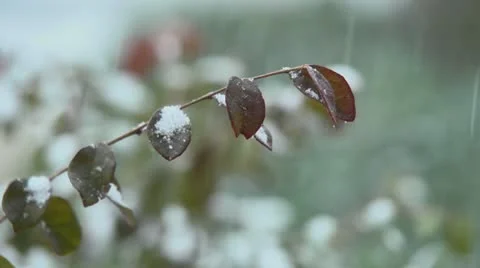 Snow Stock Footage