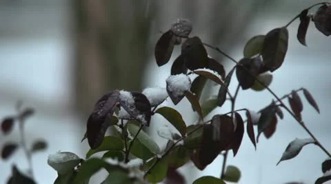 Snow Video stock 20543165