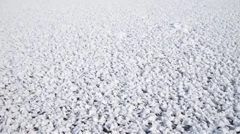 Snow Vídeo Stock 21633553