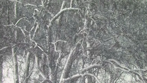 Snow Vidéo 85695907