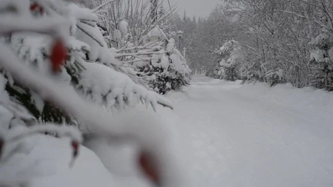 Snow forest 01 Stock Footage 113356179