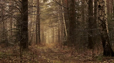 Snow in the forest  1 Stock Footage 32361899