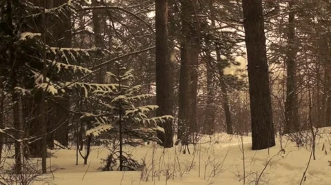 Snow in the forest 1 Stock Footage 48012011