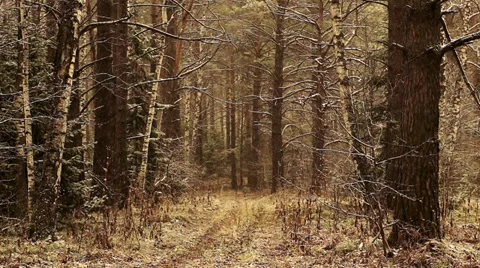 Snow in the forest  2 Stock Footage 32361983