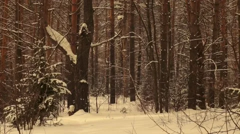 Snow in the forest 2 Stock Footage 48012008