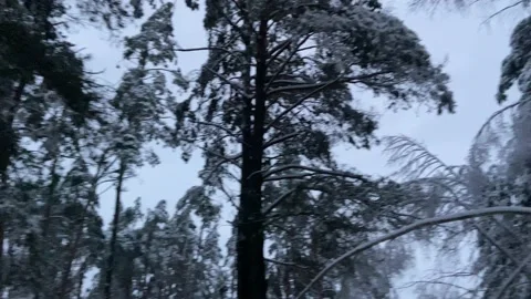 Snow forest 2022! Video stock 223096612