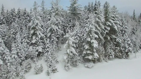 Snow Forest 4k Stock Footage 103449185