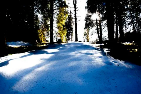 Snow, forest and sun Stock Photos