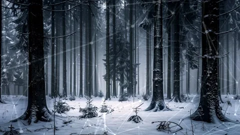 Snow forest. Background with flying patterns. Forest. Midnight snow forest. Stock Footage 273536445