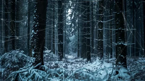 Snow forest. Background with flying patterns. Forest. Midnight snow forest. Stock Footage 273536486