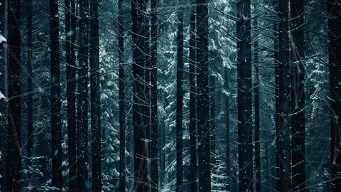 Snow forest. Background with flying patterns. Forest. Midnight snow forest. Stock Footage 273536494