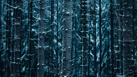 Snow forest. Background with flying patterns. Forest. Midnight snow forest. Stock Footage 273536548