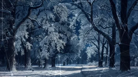 Snow forest. Background with flying patterns. Forest. Midnight snow forest. Stock Footage 273536585