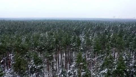 Snow forest in bad weather Stock Footage 207490607