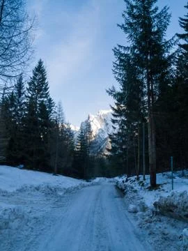 Snow forest in bavaria Stock Photos