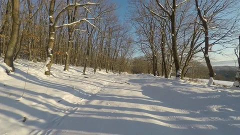 Snow forest with beautiful trees. Stock Footage 80314440