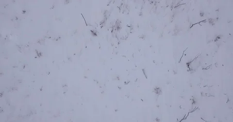 Snow forest, camera low over the forest, frozen lake Stock Footage 83569540