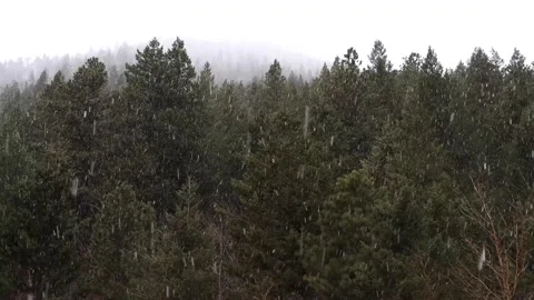 Snow in the Forest Clip 1 動画素材 159732241