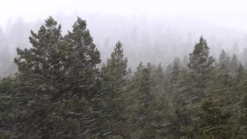 Snow in the Forest Clip 2 動画素材 159732274