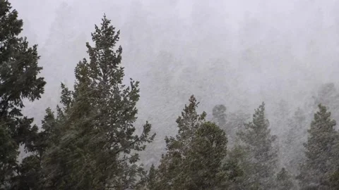 Snow in the Forest Clip 3 動画素材 159732279