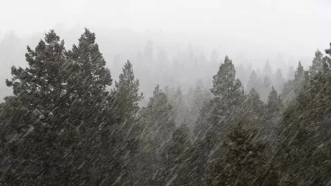 Snow in the Forest Clip 4 動画素材 159732278