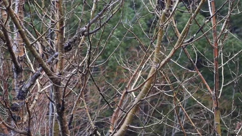 Snow in the Forest Clip 5 動画素材 159732285