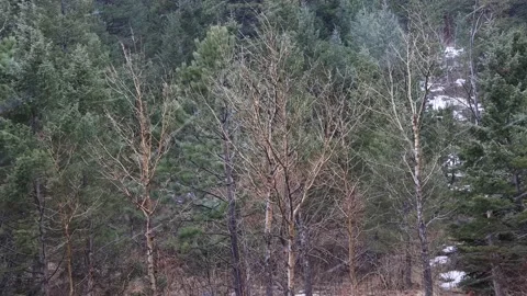 Snow in the Forest Clip 6 動画素材 159732261