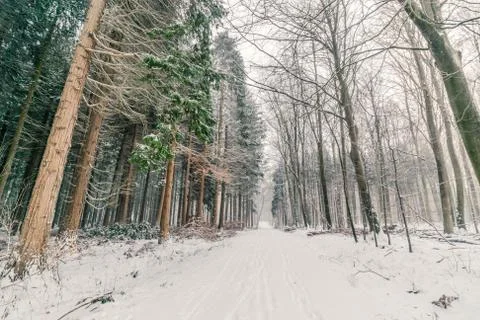 Snow in a forest in Denmark Stock Photos