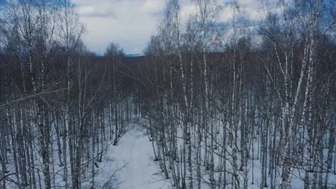Snow in forest, drone flies between trees, beautiful nature landscape in winter Stock Footage 165935944